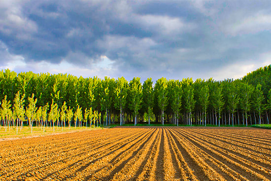 Plantación cultivo de chopos en Benalua Guadix Granada